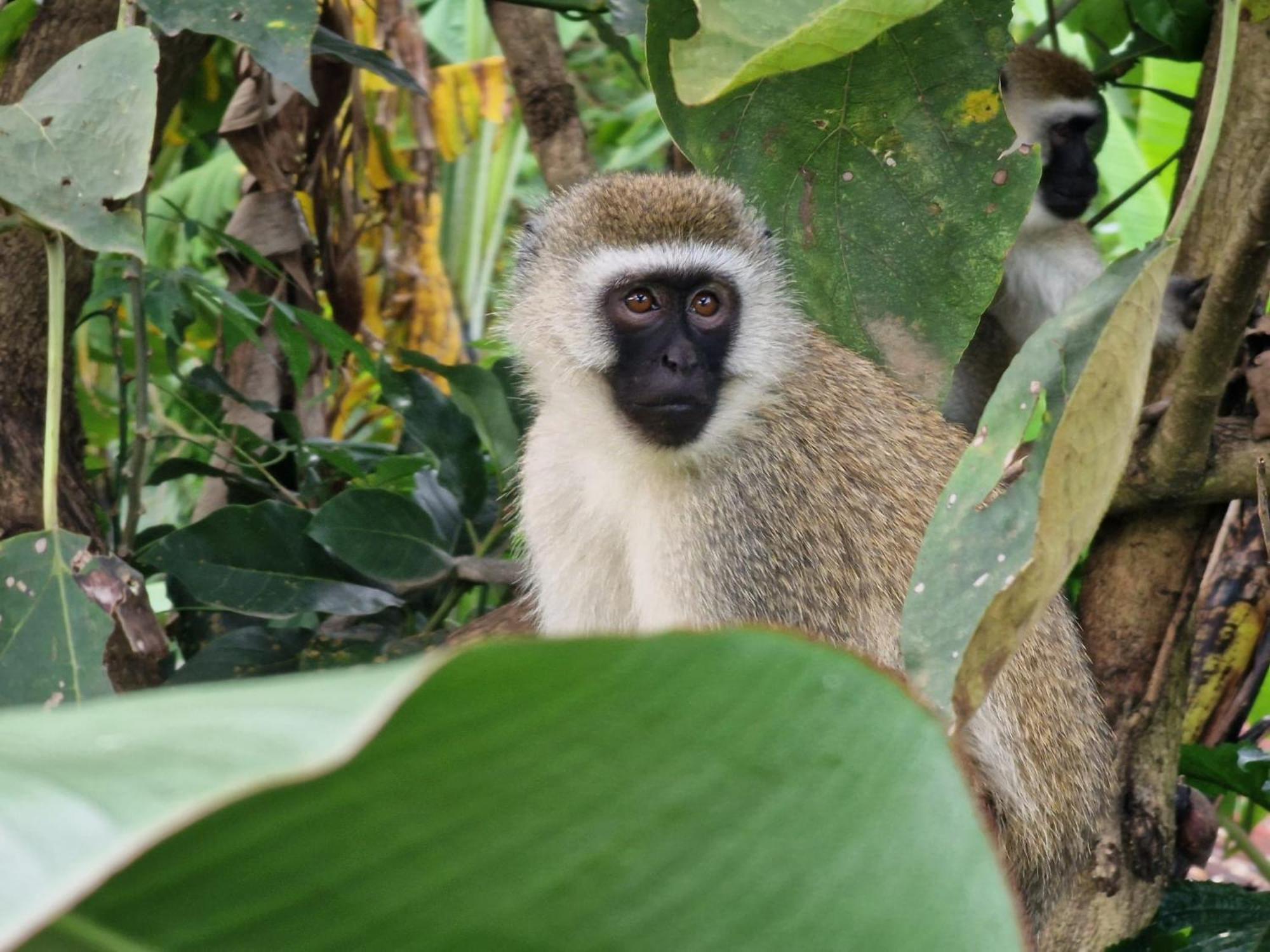 Tanzania Safari Lodge أروشا المظهر الخارجي الصورة